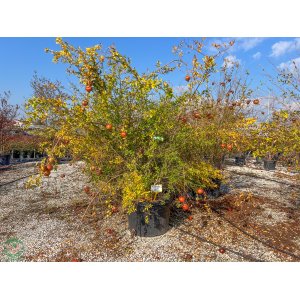 Granátovník púnsky (Punica granatum) - výška 250-300 cm, kont. C150L/C180L, BOHATO RODIACI EXEMPLÁR (-10°C) 